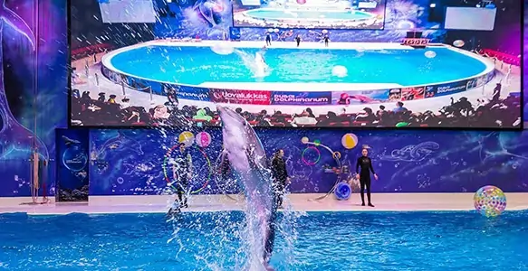 Dubai Dolphinarium